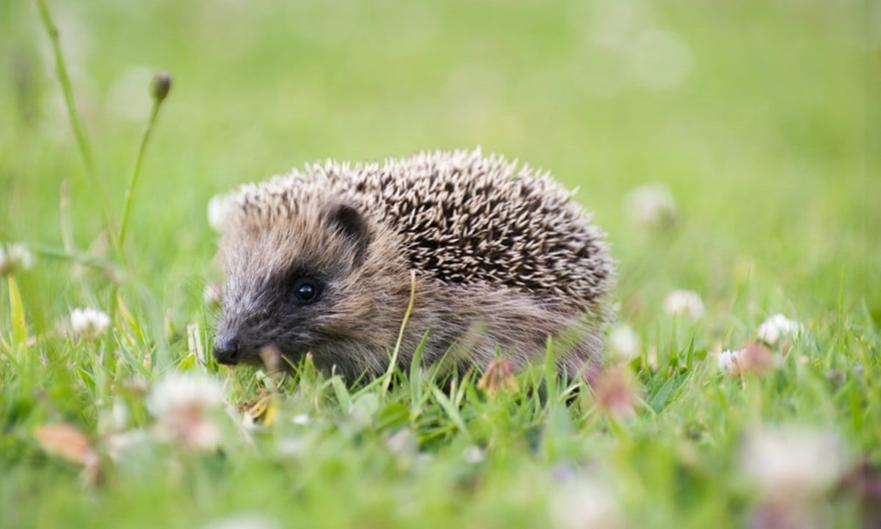 hedgehogs